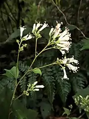 散房状の花序の枝は鋭角的に伸長する。花の色は「最盛期で純白」。