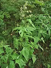 茎は細く、ややジグザグ状に伸長すし、葉は互生する。