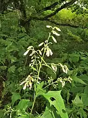 頭状花序は円錐状または総状に斜上してつく。