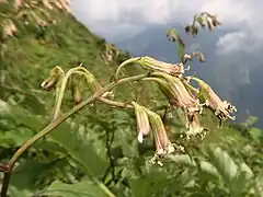 花柄基部に大型の苞がある。