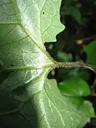 裏面の葉脈上にちぢれ毛がある