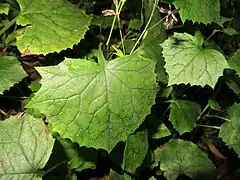 葉身は扁五角形状腎形になり、ごく浅く5裂し、裂片の先端は尾状に長くとがらず、縁に粗い鋸歯があり、基部は広心形になる。葉柄には翼がある。