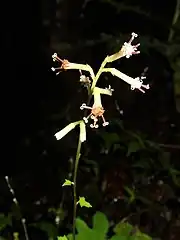 総苞は狭筒型、総苞片は1列で5個ある。1頭花は5-6個の筒状花で構成されている。