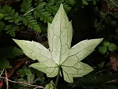 葉の裏面の葉脈が隆起して目立ち、縮毛は裏面の葉脈に特に目立つ。