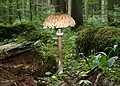 林床の発生した個体