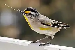キボシホウセキドリ