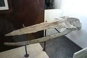 「パリエトバラエナ パルメリ」の頭蓋骨
