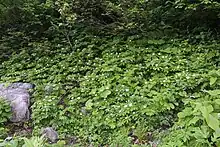 キヌガサソウの群落（白馬岳）
