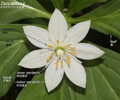 花の形態、白い花弁のように見える大きな外花被片（萼片）、内花被片は糸状で目立たない