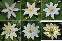花のバリエーション外花被片（萼片）が6 - 11個となった各個体