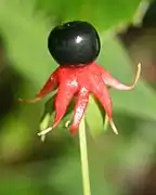黒紫色に熟した果実
