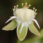子房、仮雄蕊、萼の細部