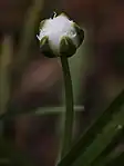 蕾