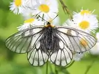 吸蜜するウスバシロチョウ