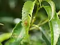 クリの葉に止まっている様子