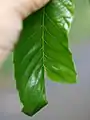 同上・表側