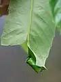 同上・裏側