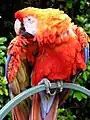 コンゴウインコ (Ara macao)