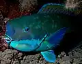 成魚。
