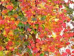 晩秋に紅葉するツタの葉