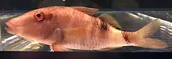 オジサン