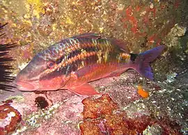 オキナヒメジ（P. spilurus）