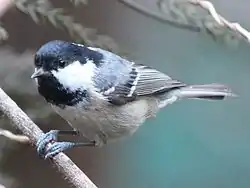 ヒガラ