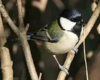 シジュウカラの白い筋模様（翼帯）は1本
