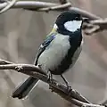 オス下面の黒い縦線が太い