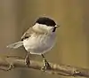 P. palustrisハシブトガラ