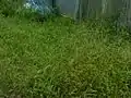 空き地を埋め尽くす様(沖縄本島北部)