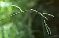 シマスズメノヒエP. dilatatum