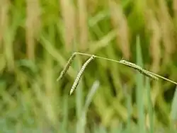 Paspalum dilatatum