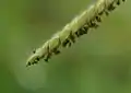 穂の拡大(小穂の長毛が見える)