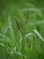 キシュウスズメノヒエP. distichum