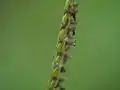 さらに拡大紫色の柱頭が見える