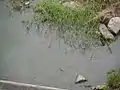 水面に伸びる様子