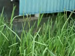Setaria viridis