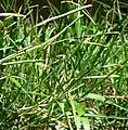 スズメノコビエP. scrobiculatum