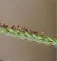 総の拡大