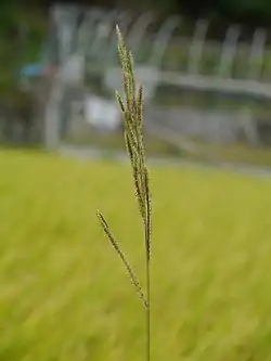 Setaria viridis