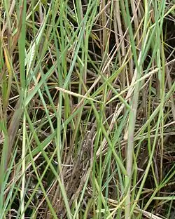 Paspalum vaginatum