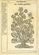 Caltha palustris(Flora Danica 1648)