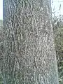 樹皮