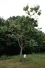 二村山駐車場付近にあるキリ（6月）