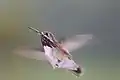 ヒメハチドリ