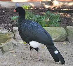 カブトホウカンチョウ