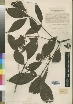 アンゴラ固有種の一つであるアカネ科キダチハナカンザシ属の Pavetta gossweileri Bremek.(Wikispecies) のタイプ標本 (1911年11月9日、ゴスヴァイラーによりクアンザ・ノルテ州にて採取; ロンドン自然史博物館所蔵)