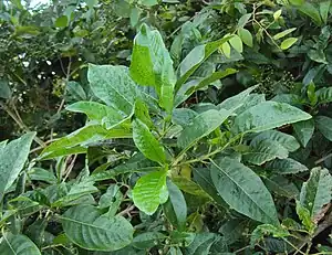 コブハテマリの葉。細菌瘤が認められる。