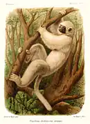 Propithecus candidus（インドリ科）